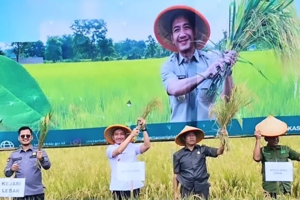 Distan Lebak Lakukan Panen Raya Padi. Bupati Lebak Tegaskan Pembebasan Pajak Sawah