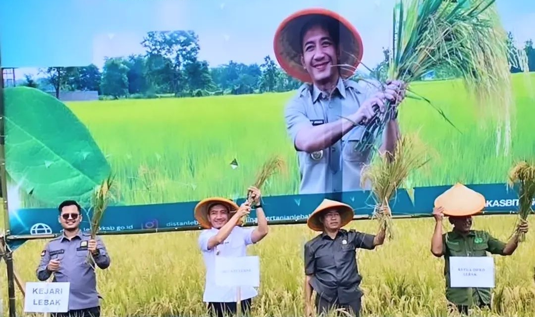 Penen Raya Padi Sawah di Desa Sukamanah, Rangkasbitung, Kabupaten Lebak, Banten