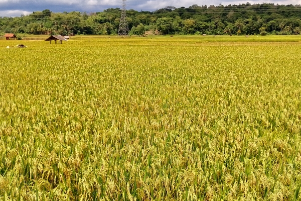 Dinas Pertanian Lebak Ajak Petani Ikut Program AUTP 2026 untuk Antisipasi Gagal Panen