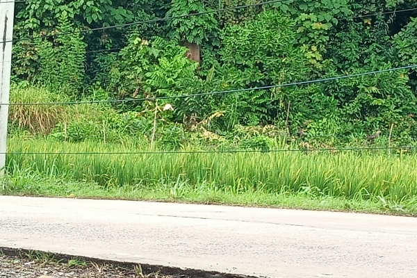 Kabel Internet Menjuntai hingga ke Tanah, Warga Lebak Selatan Keluhkan Ancaman Keselamatan