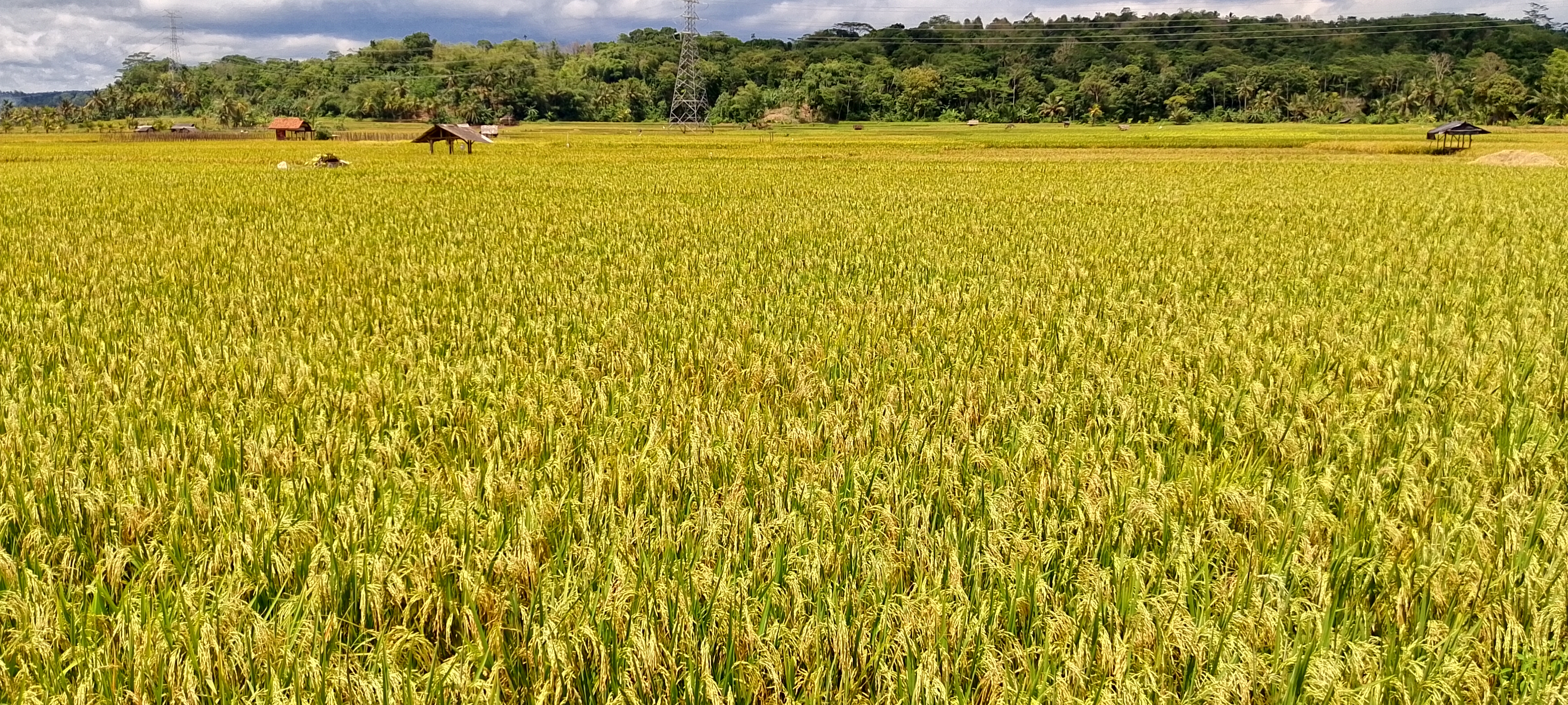 Hamparan Sawah di Kabupaten Lebak