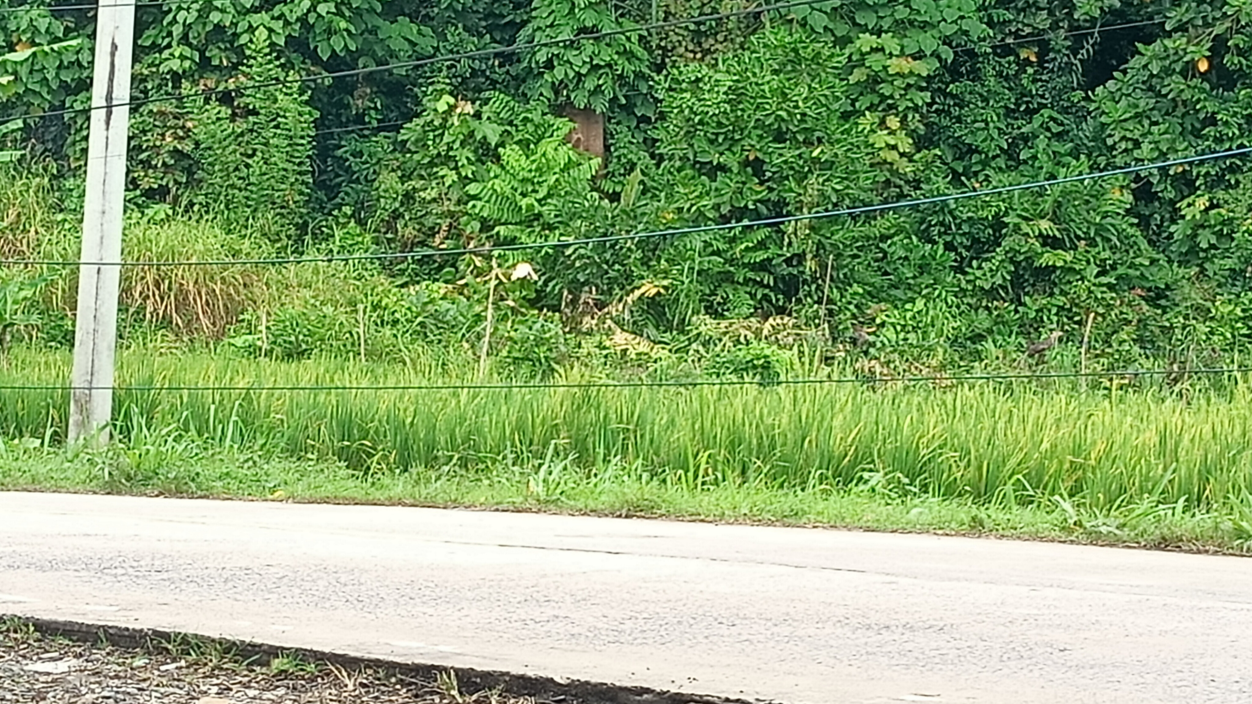 Kabel Internet Menjuntai Ke Bawah