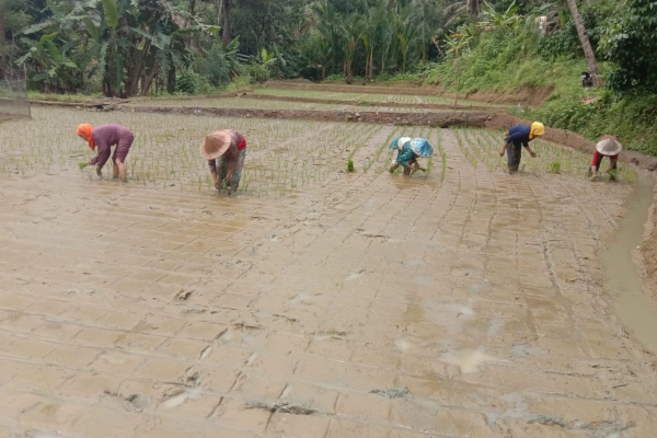 Petani Cihara Keluhkan Kelangkaan Pupuk, Tanaman Tak Terpupuk