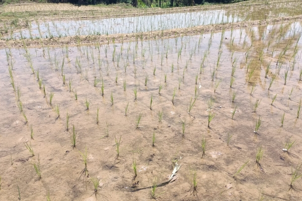 Petani di Panggarangan Keluhkan Kelangkaan Pupuk Subsidi Jelang Masa Pemupukan