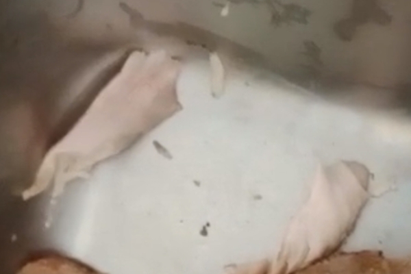 Pihak SMKN 1 Wanasalam Akui Ada Belatung di Makanan MBG