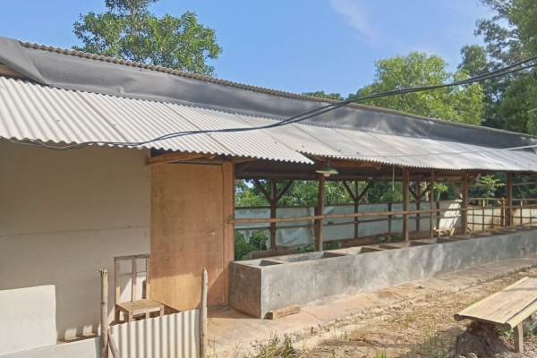 Program Sapi Dana Desa Situregen Disorot, Keberadaan Ternak Misterius