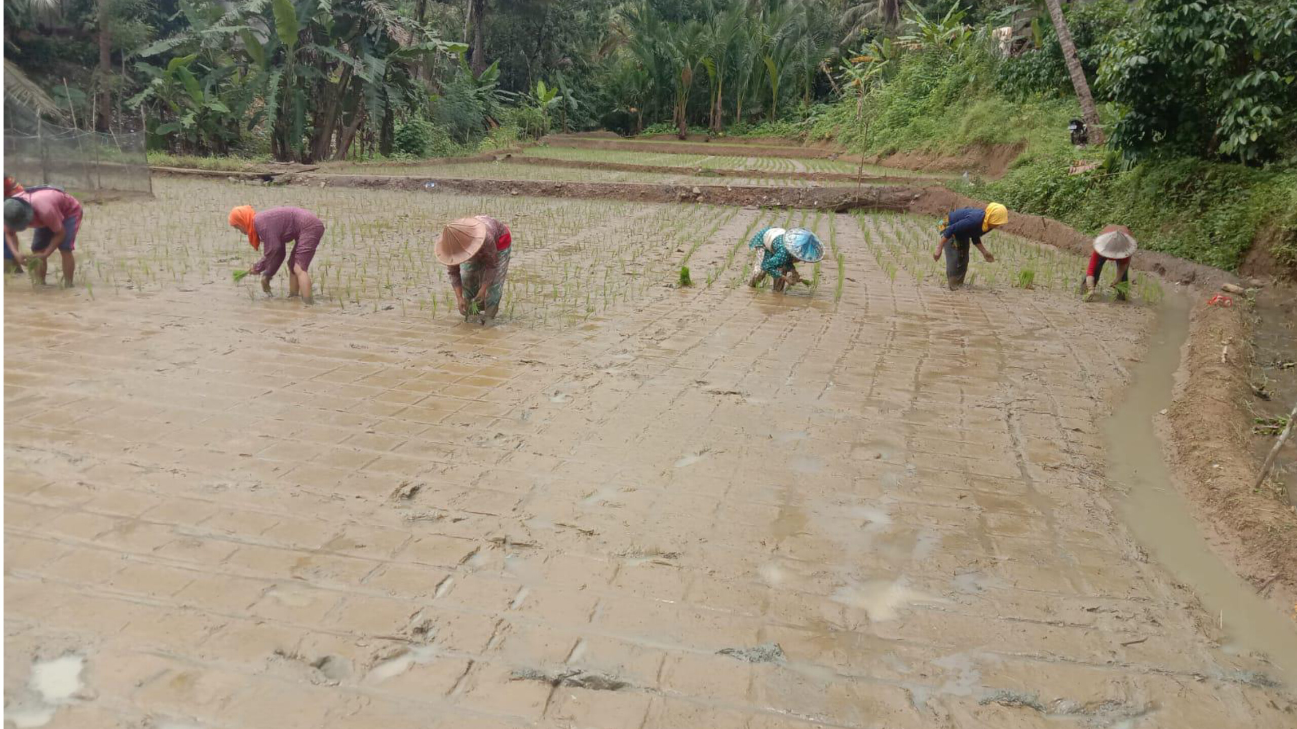 Petani sedang menanam padi sawah