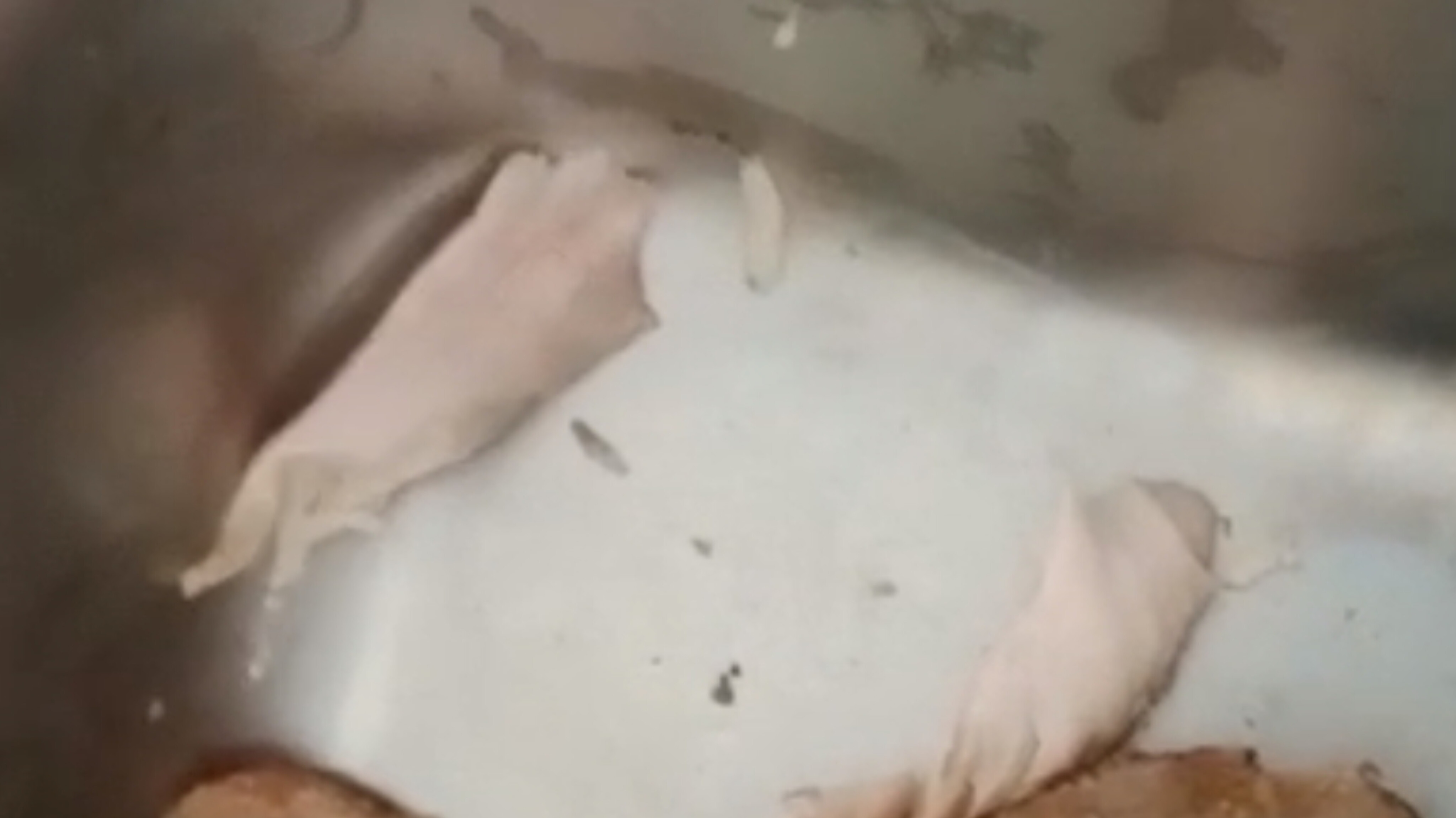 Menu MBG di SMKN 1 Wanasalam, Kabupaten Lebak, Banten, yang ditemukan belatung 