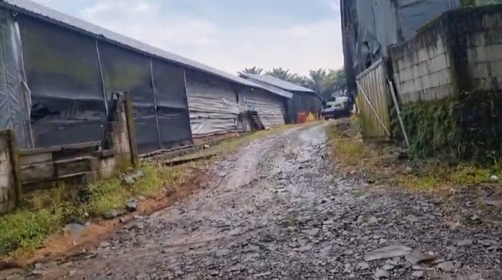 Salah satu kandang ayam di Desa Kandangsapi yang diduga menimbulkan lalat ke pemukiman warga